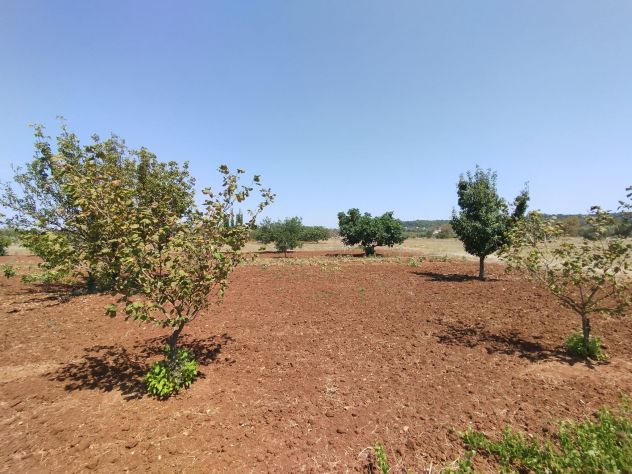 Terreno agricolo in vendita a Casarano 12.000 mq - Foto 3
