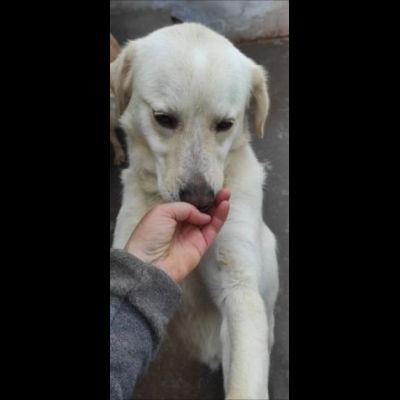CATERINA CAGNOLINA SIMIL LABRADOR IN ADOZIONE - Foto 3