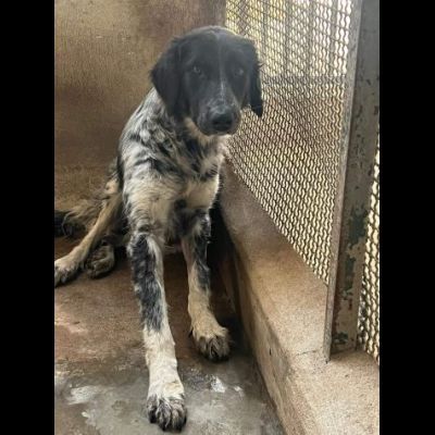 PROCOPIA, UN'OCCASIONE DI VITA, CAGNOLINA IN ADOZIONE - Foto 7