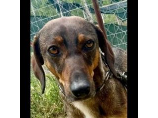 MELAMPO, OCCHIONI DOLCI, CAGNOLINO IN ADOZIONE
