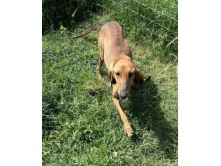 Artù segugio