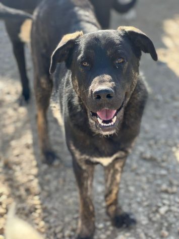 TRONKY UN GIOIOSO COCCOLONE: CANE IN ADOZIONE 1 ANNO - Foto 8