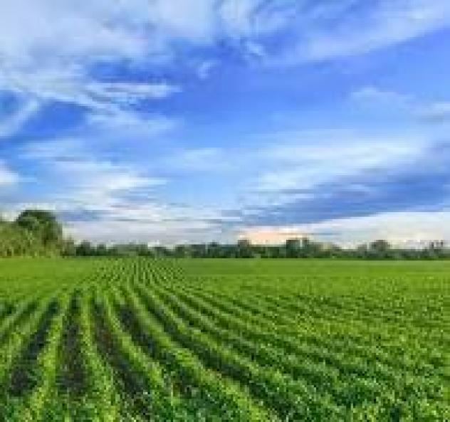 Agricolo in vendita a Pietrasanta