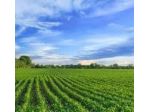 Agricolo in vendita a Pietrasanta