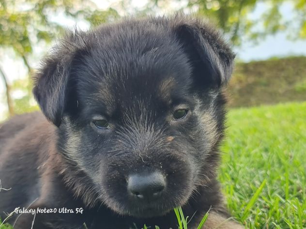 Vendo cuccioli di pastore tedesco linee da lavoro - Foto 5