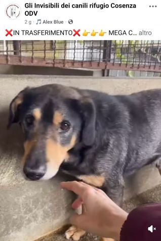 STILTON CERCA SALVEZZA CANE IN ADOZIONE - Foto 3