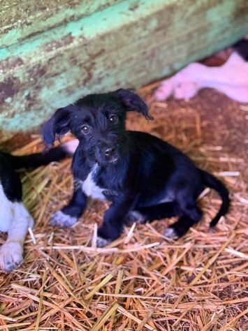 NERA, timida cucciola baffuta TG PICCOLA!