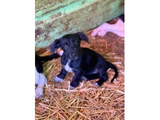 NERA, timida cucciola baffuta TG PICCOLA!