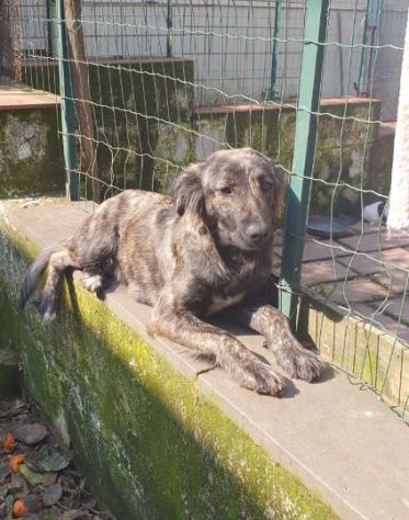 NATIA, dolcissima cagnolina - Foto 2