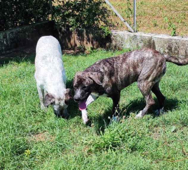 JAGO GIOCHERELLONE ED ALLEGRO CANE IN ADOZIONE - Foto 9