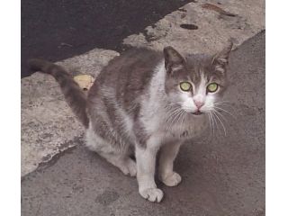 NORA, gattina splendida in cerca di casa