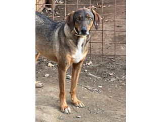 MELAMPO MIX SEGUGIO CANE IN ADOZIONE TG MEDIO CONTENUTA