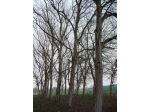 alberi di noce