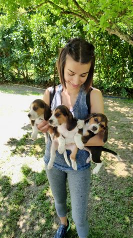 Cuccioli di Beagle - Foto 5
