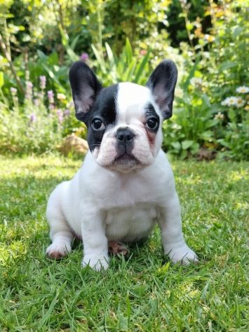 VENDO BELLISSIMI BULLDOG FRANCESI - Foto 10
