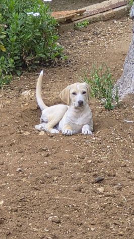 Priscilla cucciola - Foto 3