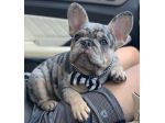 BULLDOG FRANCESE CUCCIOLI MERLE - french bouledogue PUPPY - PAG RATEALE
