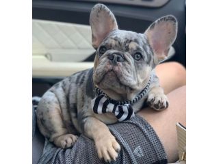 BULLDOG FRANCESE CUCCIOLI MERLE - french bouledogue PUPPY - PAG RATEALE