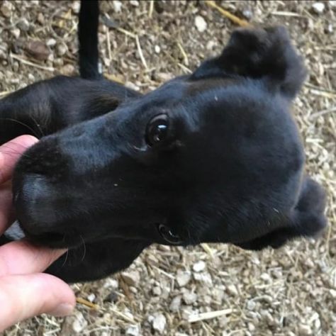 Nerino 2anni e 1/2 medio piccolo qualcuno lo vorrà? FROSINONE - Foto 4