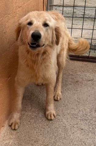 GOLDIE 5 ANNI simil Golden Retriever - Foto 4