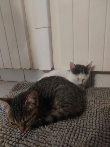 Regalo gattini - Foto 6