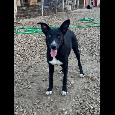 OREO CERCA UNA FAMIGLIA TUTTA SUA, CAGNOLINO IN ADOZIONE - Foto 4