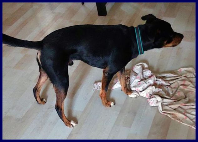 KIMBO  6anni - 10kg dolce piccoletto sempre solo! - Foto 2