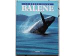 il mondo delle balene	 di Lesley Dow