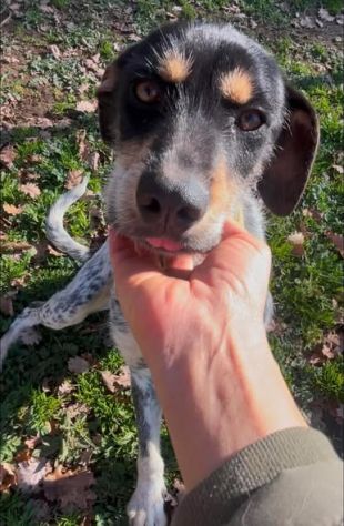 Azzurra - Foto 2