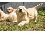 GOLDEN RETRIEVER CUCCIOLI