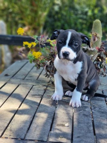 Cuccioli femmine e maschi Amstaff - Foto 2