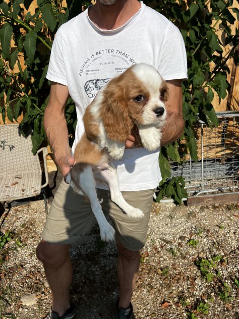 Cucciolo Maschietto Cavalier King Charles Spaniel - Foto 2