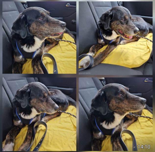 Loky 13ANNI A FINE GIUGNO FINISCE IN CANILE! MILANO SOS MIRACOLO - Foto 3
