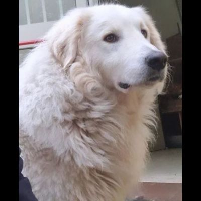 PASQUALE MERAVIGLIOSO; CANE IN ADOZIONE