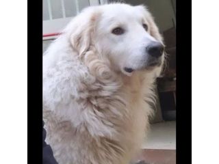 PASQUALE MERAVIGLIOSO; CANE IN ADOZIONE