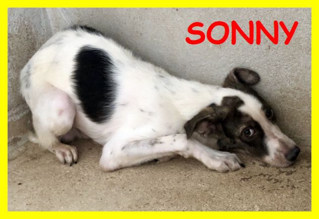 CAGNOLINI SPLENDIDI, SPAVENTATI, CERCANO CASA - Foto 3