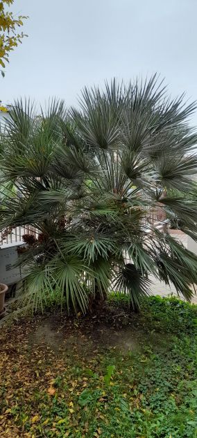 palme n.2