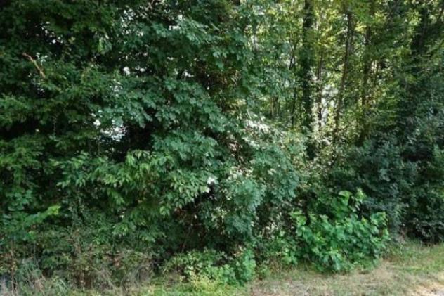Immobile in asta di 11124 m² in vendita a Sovizzo - Foto 3