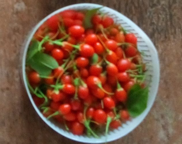 Bacche di Goji fresche biologiche – raccolta giornaliera