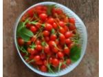 Bacche di Goji fresche biologiche – raccolta giornaliera