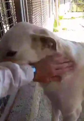 LIBECCIO bravo e pacato, aspetta una famiglia, cane in adozione - Foto 7