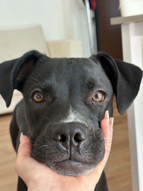Regalo cane pittbul corso - Foto 6