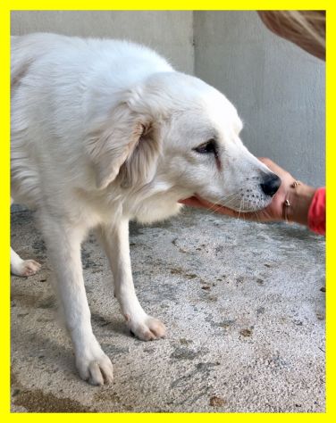 TRUMAN, MIX MAREMMANO DOLCISSIMO SOLO IN CERCA CASA - Foto 4