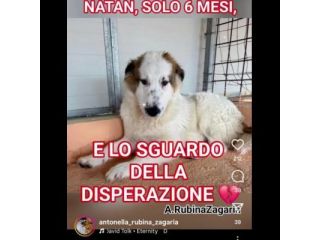 NATAN  MERAVIGLIOSO CUCCIOLO IN ADOZIONE