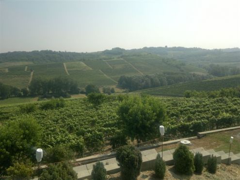 Azienda Moscato - Nizza M.to - Foto 2