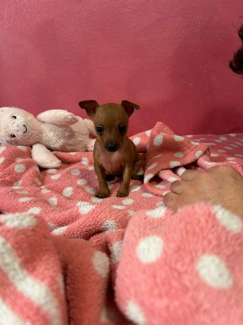 Pincher toy - Foto 7