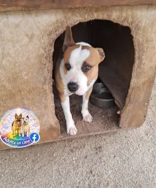 Amstaff 5anni bellissimo DAL LETTO AL BOX! CASERTA - Foto 3