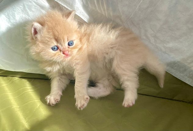 Splendidi cuccioli di gatto persiano - Foto 2