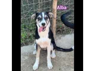 ALBA BLACK THOR IVAN CUCCIOLI IN ADOZIONE