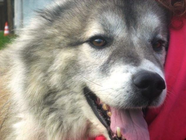 GRIGIO, stupendo mix Pastore del Caucaso - Foto 5